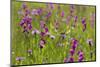 Gladiolus flowering with butterfly, Upper Bavaria, Germany-Konrad Wothe-Mounted Photographic Print