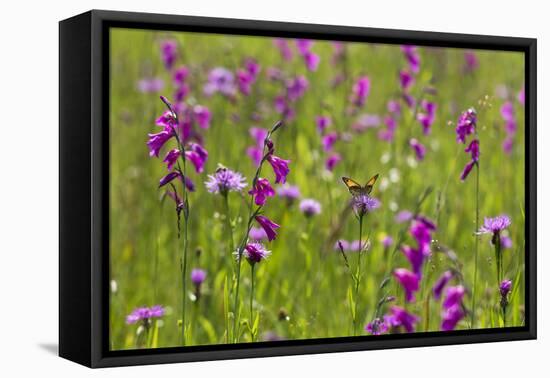 Gladiolus flowering with butterfly, Upper Bavaria, Germany-Konrad Wothe-Framed Premier Image Canvas