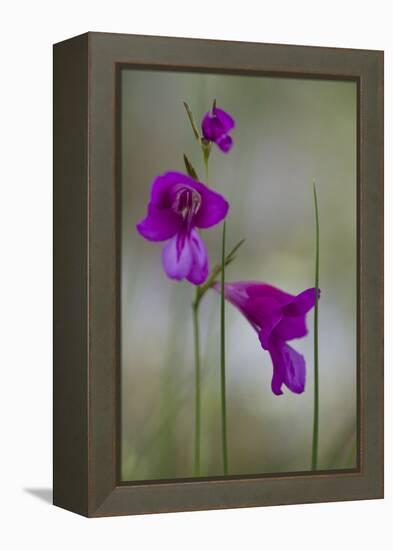 Gladiolus (Gladiolus Imbricatus) Flowers, Lake Skadar National Park, Montenegro, May 2008-Radisics-Framed Premier Image Canvas