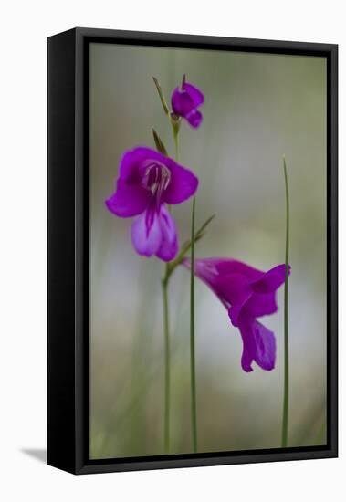 Gladiolus (Gladiolus Imbricatus) Flowers, Lake Skadar National Park, Montenegro, May 2008-Radisics-Framed Premier Image Canvas