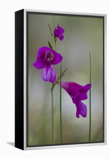 Gladiolus (Gladiolus Imbricatus) Flowers, Lake Skadar National Park, Montenegro, May 2008-Radisics-Framed Premier Image Canvas