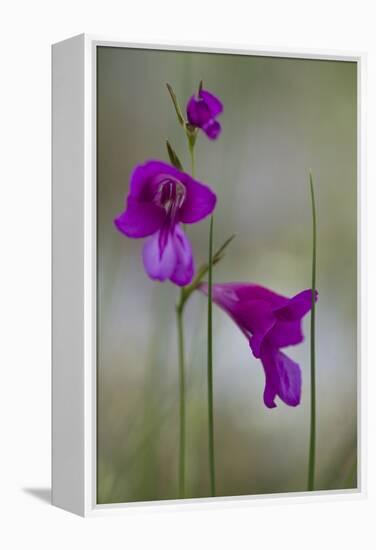 Gladiolus (Gladiolus Imbricatus) Flowers, Lake Skadar National Park, Montenegro, May 2008-Radisics-Framed Premier Image Canvas