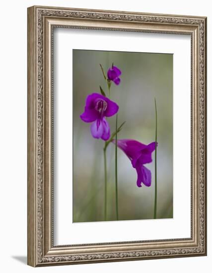 Gladiolus (Gladiolus Imbricatus) Flowers, Lake Skadar National Park, Montenegro, May 2008-Radisics-Framed Photographic Print