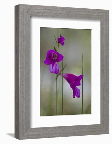 Gladiolus (Gladiolus Imbricatus) Flowers, Lake Skadar National Park, Montenegro, May 2008-Radisics-Framed Photographic Print