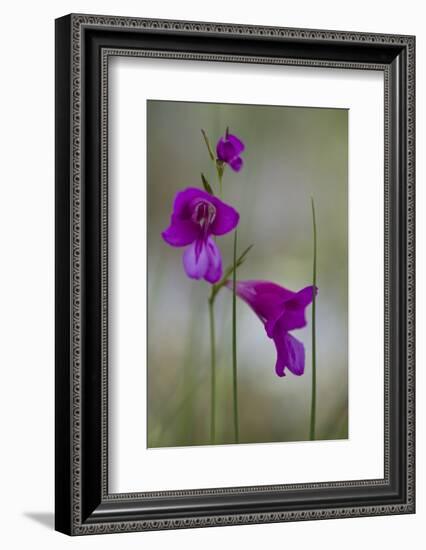 Gladiolus (Gladiolus Imbricatus) Flowers, Lake Skadar National Park, Montenegro, May 2008-Radisics-Framed Photographic Print