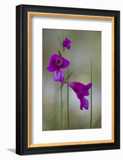 Gladiolus (Gladiolus Imbricatus) Flowers, Lake Skadar National Park, Montenegro, May 2008-Radisics-Framed Photographic Print