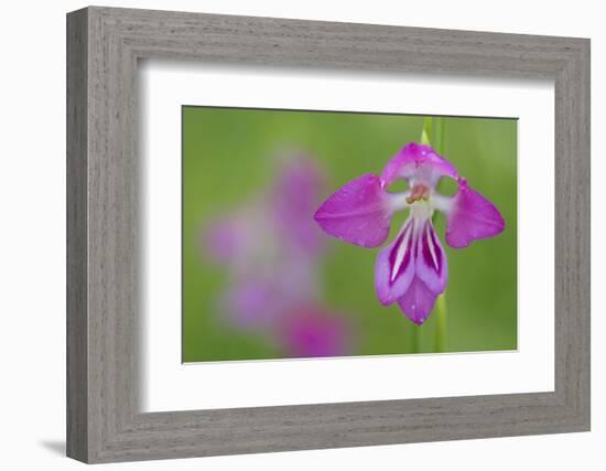 Gladiolus (Gladiolus Palustris) Flower, Liechtenstein, June 2009-Giesbers-Framed Photographic Print