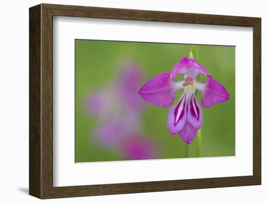 Gladiolus (Gladiolus Palustris) Flower, Liechtenstein, June 2009-Giesbers-Framed Photographic Print