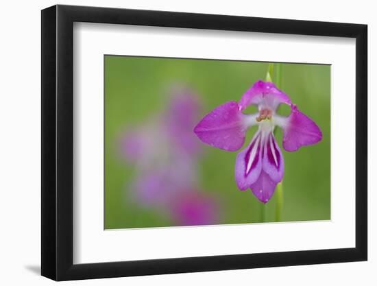 Gladiolus (Gladiolus Palustris) Flower, Liechtenstein, June 2009-Giesbers-Framed Photographic Print