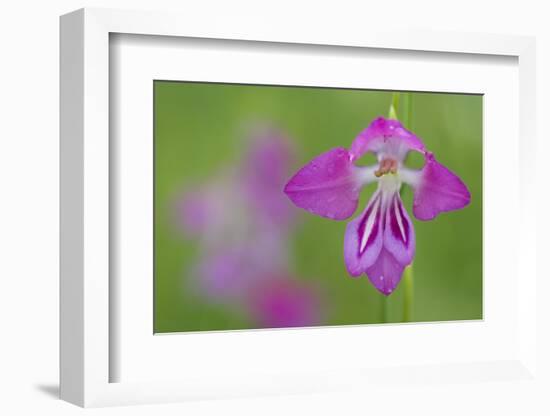 Gladiolus (Gladiolus Palustris) Flower, Liechtenstein, June 2009-Giesbers-Framed Photographic Print