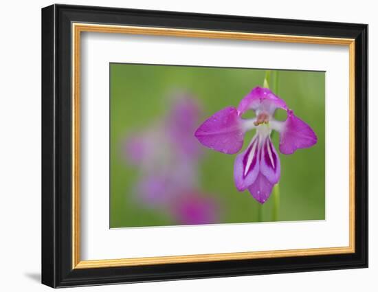 Gladiolus (Gladiolus Palustris) Flower, Liechtenstein, June 2009-Giesbers-Framed Photographic Print