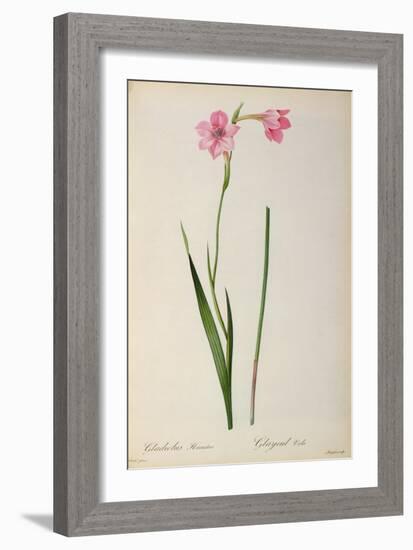 Gladiolus Hirsulus, from `Les Liliacees', 1805-Pierre-Joseph Redouté-Framed Giclee Print