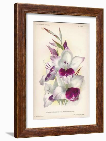 Gladiolus Lemoinei-null-Framed Giclee Print