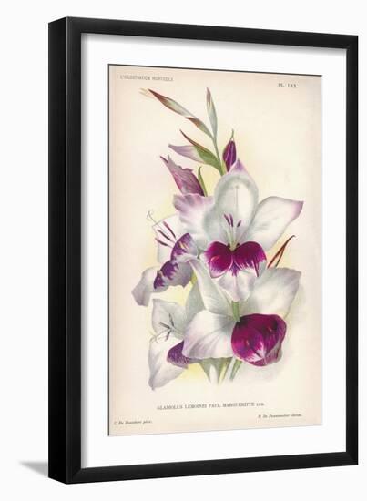 Gladiolus Lemoinei-null-Framed Giclee Print