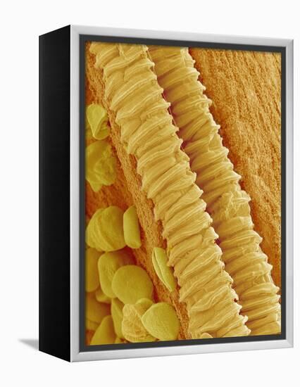 Gladiolus Pollen in Anther-Micro Discovery-Framed Premier Image Canvas