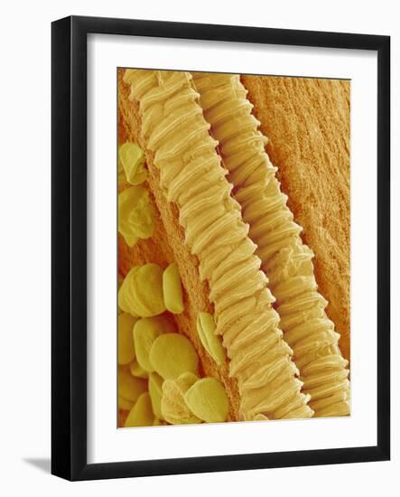 Gladiolus Pollen in Anther-Micro Discovery-Framed Photographic Print