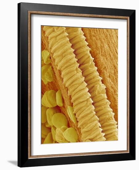 Gladiolus Pollen in Anther-Micro Discovery-Framed Photographic Print
