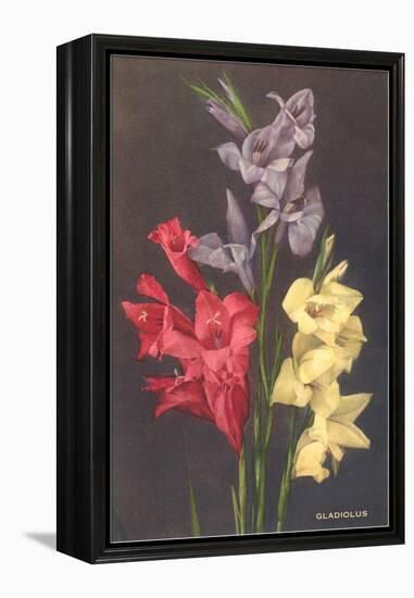 Gladiolus-null-Framed Stretched Canvas