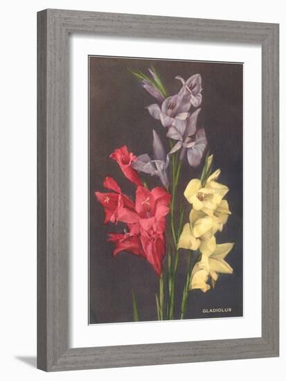 Gladiolus-null-Framed Art Print