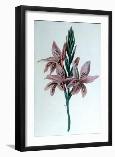 Glaieul (Gladiol), 19th Century-George Sand-Framed Giclee Print