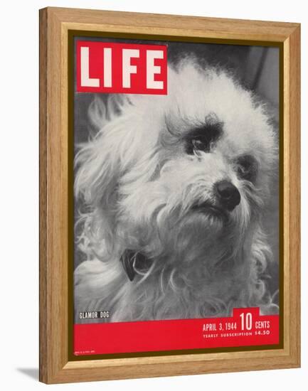 Glamor Dog Pooch, Mixed Breed of Maltese Poodle and Wire-haired Terrier, April 3, 1944-Nina Leen-Framed Premier Image Canvas