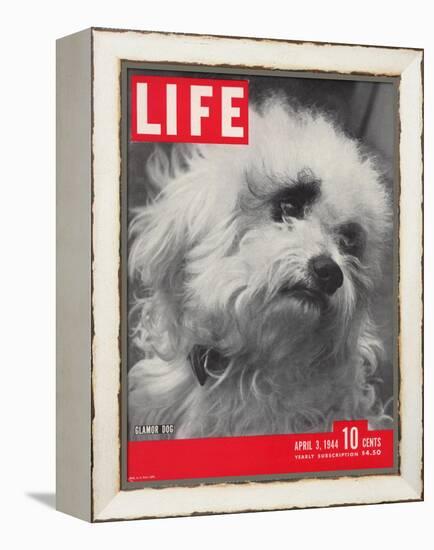 Glamor Dog Pooch, Mixed Breed of Maltese Poodle and Wire-haired Terrier, April 3, 1944-Nina Leen-Framed Premier Image Canvas