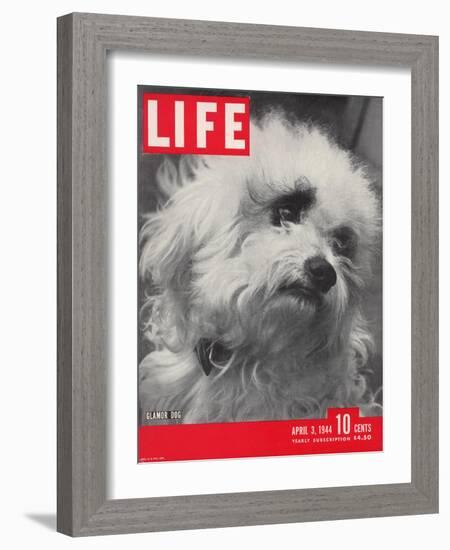 Glamor Dog Pooch, Mixed Breed of Maltese Poodle and Wire-haired Terrier, April 3, 1944-Nina Leen-Framed Photographic Print
