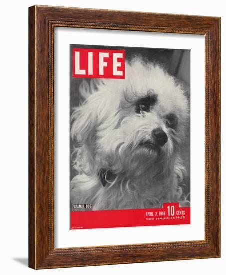 Glamor Dog Pooch, Mixed Breed of Maltese Poodle and Wire-haired Terrier, April 3, 1944-Nina Leen-Framed Photographic Print