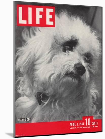 Glamor Dog Pooch, Mixed Breed of Maltese Poodle and Wire-haired Terrier, April 3, 1944-Nina Leen-Mounted Photographic Print