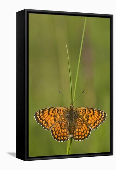 Glanville Fritillary Butterfly (Melitaea Cinxia) on Grass, Pollino Np, Basilicata, Italy, May-Müller-Framed Premier Image Canvas