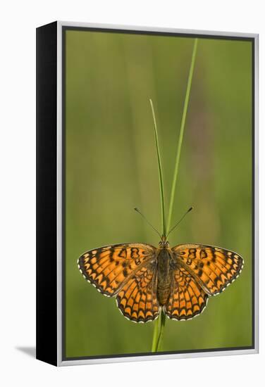 Glanville Fritillary Butterfly (Melitaea Cinxia) on Grass, Pollino Np, Basilicata, Italy, May-Müller-Framed Premier Image Canvas