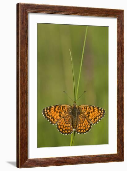 Glanville Fritillary Butterfly (Melitaea Cinxia) on Grass, Pollino Np, Basilicata, Italy, May-Müller-Framed Photographic Print