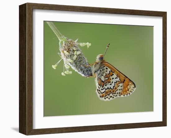 Glanville fritillary butterfly roosting on larval foodplant Ribwort plantain, UK-Andy Sands-Framed Photographic Print