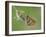 Glanville fritillary butterfly roosting on larval foodplant Ribwort plantain, UK-Andy Sands-Framed Photographic Print