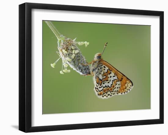 Glanville fritillary butterfly roosting on larval foodplant Ribwort plantain, UK-Andy Sands-Framed Photographic Print