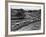 Glasgow Taxis Taking Children from Mearnskirk Hospital on Their Annual Outing to Troon, 1955-null-Framed Photographic Print