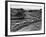 Glasgow Taxis Taking Children from Mearnskirk Hospital on Their Annual Outing to Troon, 1955-null-Framed Photographic Print