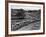 Glasgow Taxis Taking Children from Mearnskirk Hospital on Their Annual Outing to Troon, 1955-null-Framed Photographic Print