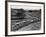 Glasgow Taxis Taking Children from Mearnskirk Hospital on Their Annual Outing to Troon, 1955-null-Framed Photographic Print