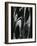 Glass, 1981-Brett Weston-Framed Photographic Print