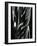 Glass, 1981-Brett Weston-Framed Photographic Print