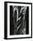 Glass, 1981-Brett Weston-Framed Photographic Print