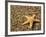 Glass Beach with Star Fish, Kauai, Hawaii, USA-Terry Eggers-Framed Photographic Print