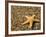 Glass Beach with Star Fish, Kauai, Hawaii, USA-Terry Eggers-Framed Photographic Print