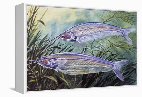 Glass Catfish (Kryptopterus Bicirrhis), Siluridae, Drawing-null-Framed Premier Image Canvas