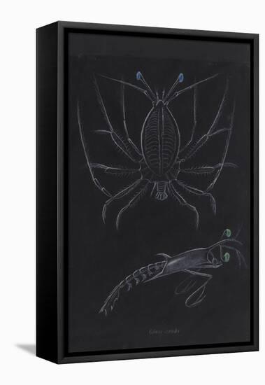 Glass Crabs-Philip Henry Gosse-Framed Premier Image Canvas