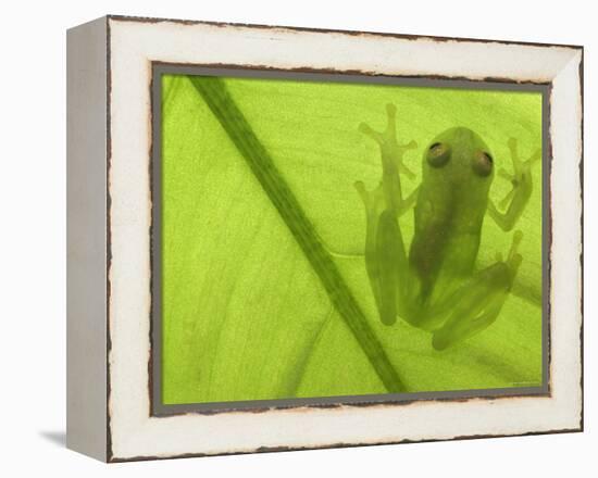 Glass Frog, Amazonia, Se Ecuador-Pete Oxford-Framed Premier Image Canvas