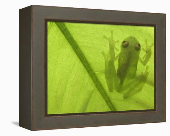 Glass Frog, Amazonia, Se Ecuador-Pete Oxford-Framed Premier Image Canvas