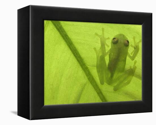 Glass Frog, Amazonia, Se Ecuador-Pete Oxford-Framed Premier Image Canvas