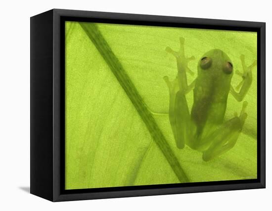 Glass Frog, Amazonia, Se Ecuador-Pete Oxford-Framed Premier Image Canvas